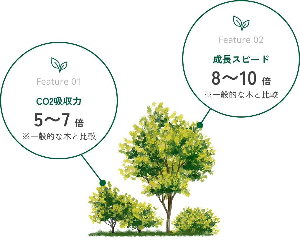 Feature01 CO2吸収力5～7倍※　Feature02 成長スピード8～10倍※一般的な木と比較